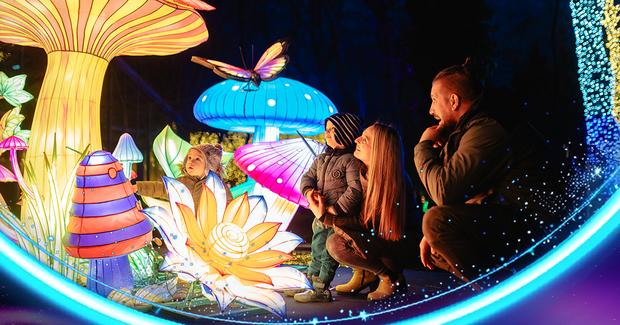 Bild Garden of Lights